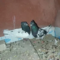 کبوتر