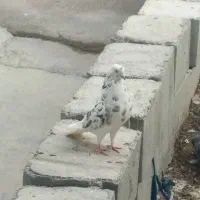 کموتر مهران