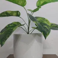 گل مصنوعی|گل مصنوعی|سبزوار, شهدا|دیوار