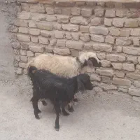 بزغاله و بره