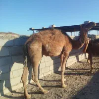 شتر|حیوانات مزرعه|خوسف, |دیوار