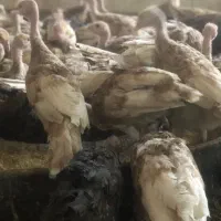 جوجه یک روزه و یک ماهه انواع طیور