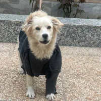 سگ اشپیتز ماده