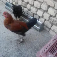 مرغ و خروس محلی