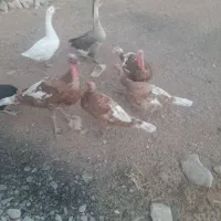 ۴ تا بوقلمون بوربور|حیوانات مزرعه|بیستون, |دیوار