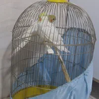 عروس هلندی بازی گوش وسخنگو