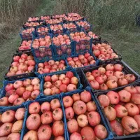 انار  ملس و شیرین سرد خونه