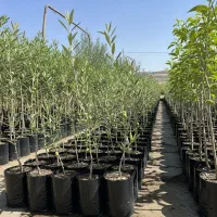 نمایندگی فروش نهال با شرایط اعتباری و تخفیف عمده|عمده‌فروشی|الیگودرز, |دیوار