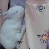 خرگوش دستی باهوش