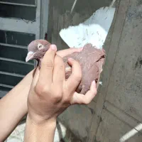 کبوتر سرخ دمسفید