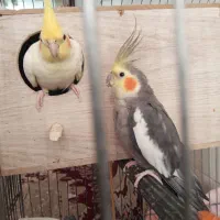عروس هلندی گم شده