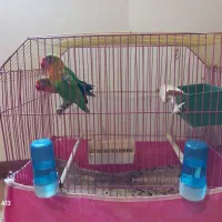 فروش یک جفت طوطی برزیلی|پرنده|کتالم و سادات شهر, |دیوار