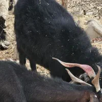 بز کورکی جوان آبست|حیوانات مزرعه|هیرمند, |دیوار