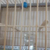 قفس جوبی  سهره|لوازم جانبی حیوانات|اردبیل, |دیوار