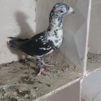 کبوتر بزک