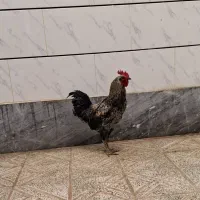 خروس های سالم و درشت - نژاد جهادی و گلپایگانی|حیوانات مزرعه|خمینیشهر, |دیوار