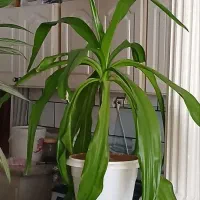 فروش فوری گل|گل و گیاه طبیعی|الیگودرز, |دیوار