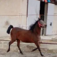 اسب مادیان 7ساله کرد  میکروچیپ شناسنامه دار