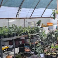 فروش گلخانه|فروشگاه و مغازه|مینودشت, |دیوار