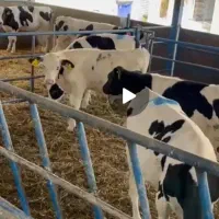 فروش گوساله شیری و قطع شیر درجه یک یک|حیوانات مزرعه|تهران, شهرآرا|دیوار