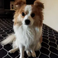 توله ۱سال و دوماهه