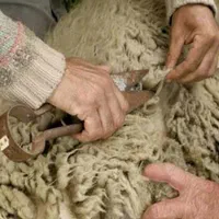 پشم گوسفند