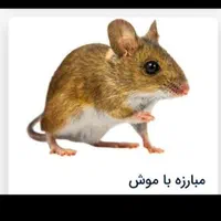 سمپاشی نابودکردن وریشه کنی موش ظرف 24 ساعت٪100سم