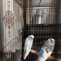 یک جفت مرغ عشق مولد با قفس و وسایل