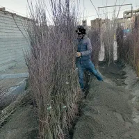 نهالستان بادام درجه