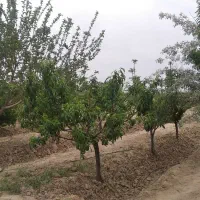 فروش باغچه 900 متری سند تک برگ|فروش دفتر صنعتی، کشاورزی، تجاری|رباط‌کریم, رباط‌کریم|دیوار