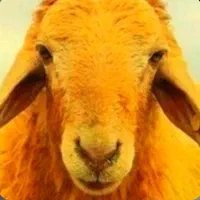 دولَتی-تعا ونی / گوسفند نرینه قلم آبی / زنده|حیوانات مزرعه|مشهد, وکیل‌آباد|دیوار