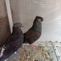 زاغ دم سفید زرد دم سفید یهودی|پرنده|مشهد, رده|دیوار