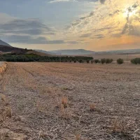 باغ زیتون و کشاورزی با تخفیف ویژه|فروش زمین و ملک کلنگی|مینودشت, |دیوار