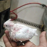 جوجه عروس هلندی البینو