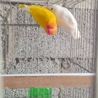 فروش یا معاوضه کوتوله|پرنده|میناب, |دیوار