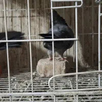 دو عدد سبز جوان اولین دهن دادن