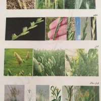 جذب نیرو|استخدام آموزشی|شیراز, میرزاکوچک خان|دیوار