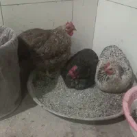 فروش مرغ خانگی|حیوانات مزرعه|پاکدشت, پاکدشت (مامازند)|دیوار