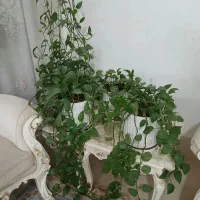 گل پتوس|گل و گیاه طبیعی|قم, شهر قائم|دیوار