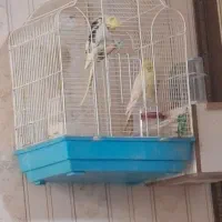 عروس هلندی باتخم