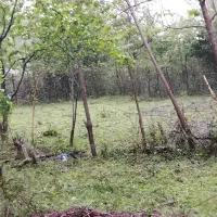 فروش زمین مسکونی در  پونل /  دوران|فروش زمین و ملک کلنگی|رضوانشهر, |دیوار