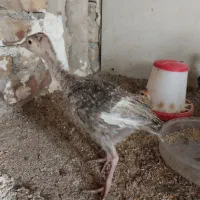 جوجه بوقلمون|حیوانات مزرعه|ماهدشت, |دیوار