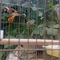 یکجفت سهره نر ماده تازه صاف. تازه