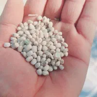 لوبیا پلو برداشت روز