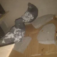 خریدوفروش انواع پرنده|پرنده|پاتاوه, |دیوار