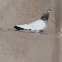 دوتا تهرانی نر