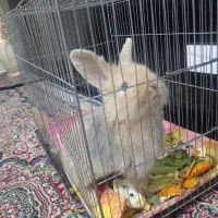 بچه خرگوش لوپ ملوس