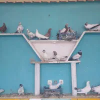 کفتر