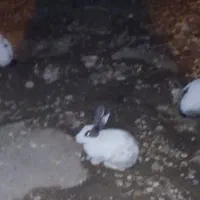 خرگوش