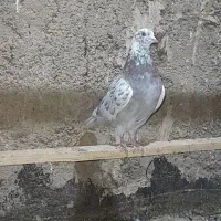 کبوتر پرشی شمرونی